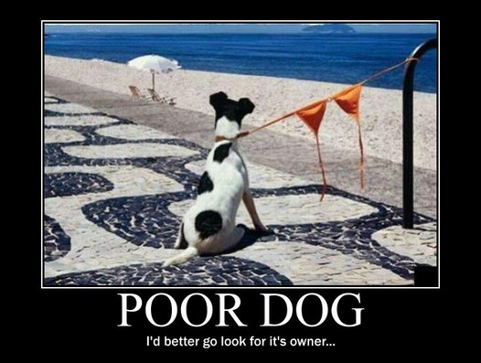 bikini-dog.jpg
