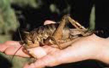 Weta0002.jpg