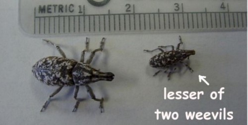 LesserOfTwoWeevils500x253.jpg