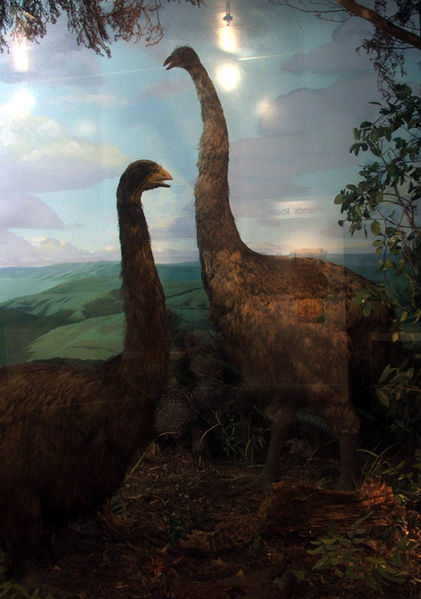 Moa.jpg