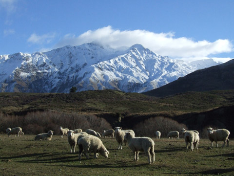 sheep.jpg