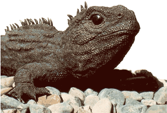 Tuatara.gif