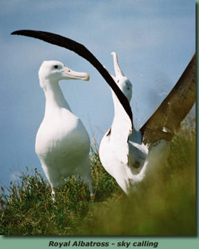 albatross.jpg
