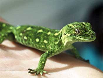 gecko.jpg