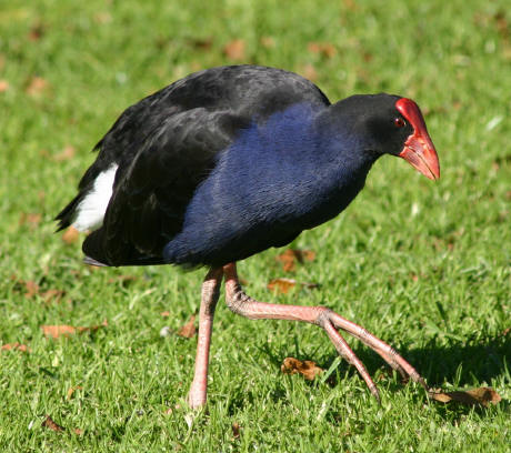 Pukeko2.jpg
