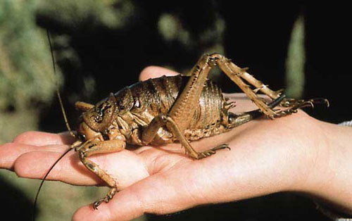 giantweta2.jpg
