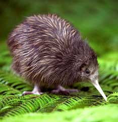 kiwi.jpg