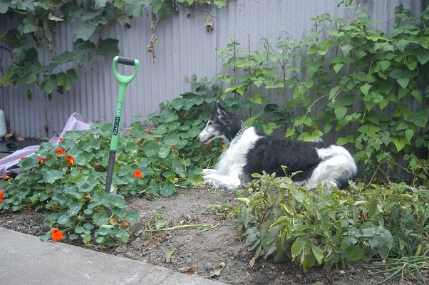 dog_garden.jpg